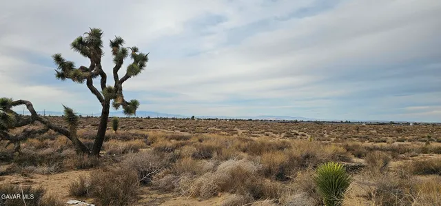 a view of a yard with lots of trees