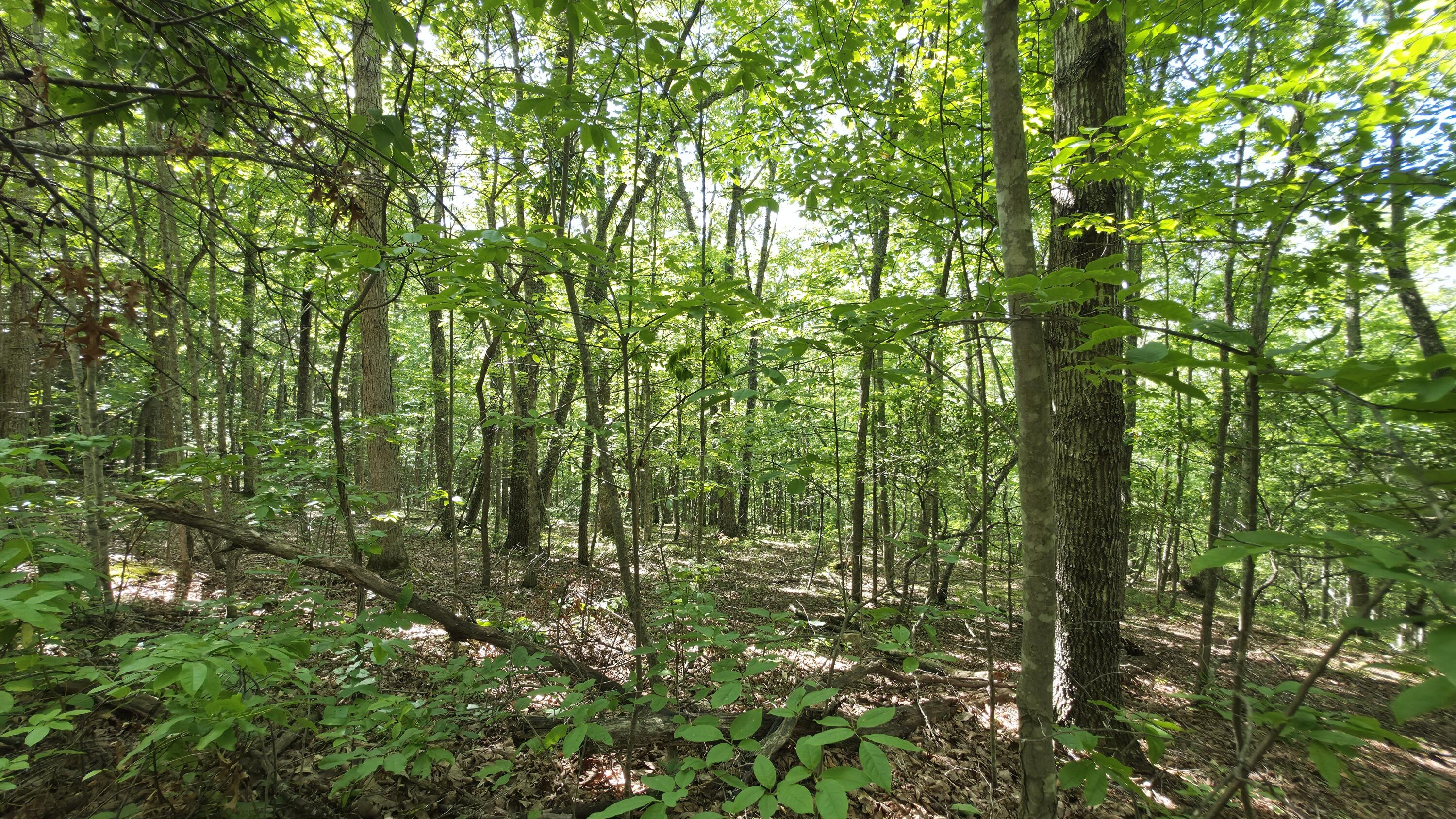 1871 Wayside Talcott Road Wayside, WV 24985 - Photo 67 of 85 Gallery Image 67