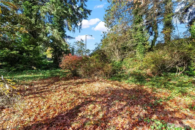 a view of a yard with a tree
