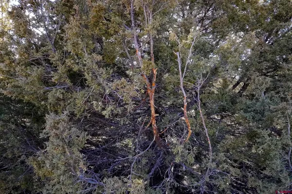 $629,900 | 3995 County Road, Dove Creek, CO 81324