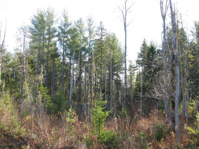 0 Carthage Road Carthage, ME 04224 - Photo 10 of 31 Photo