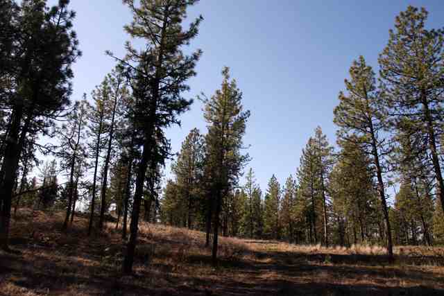 3302 West Depot Springs Road Cheney, WA 99004 - Photo 6 of 9