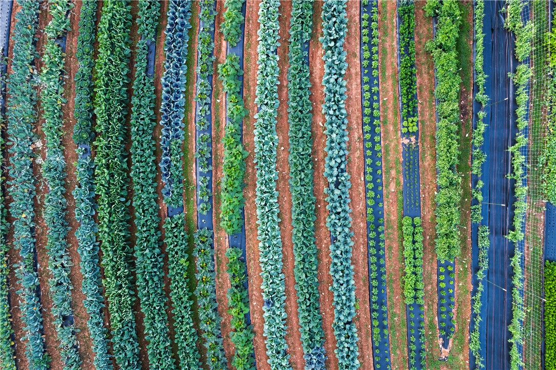 498 Raines Road Mountain Rest, SC 29664 - Photo 11 of 48 Neat rows of cultivated crops span across the fertile acreage of this expansive land.