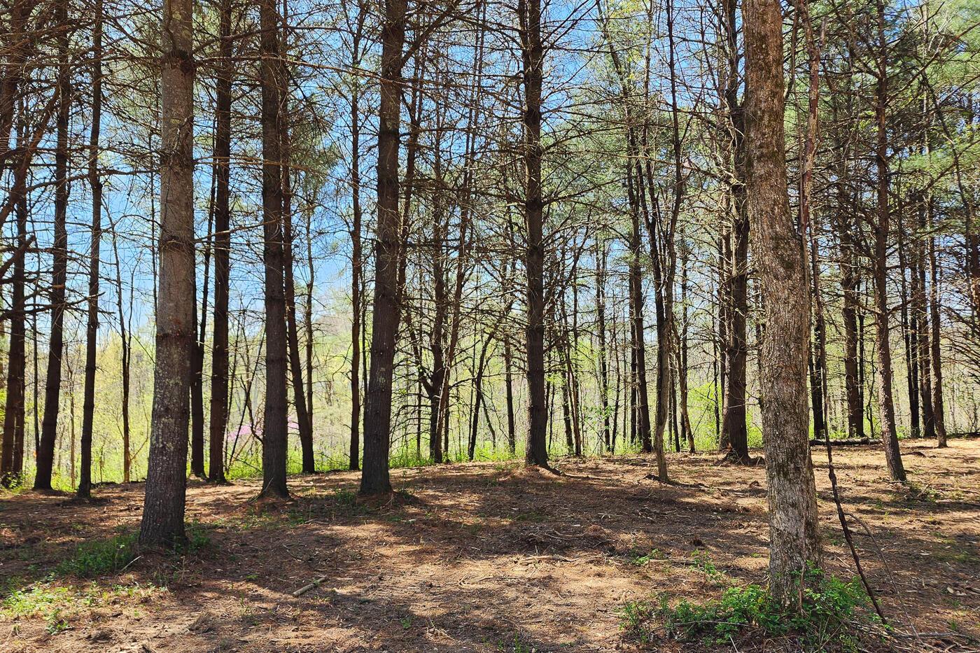 0 Featherstone Road, Unit TRACT 2) Stewart, OH 45778 - Photo 15 of 56 CT-15