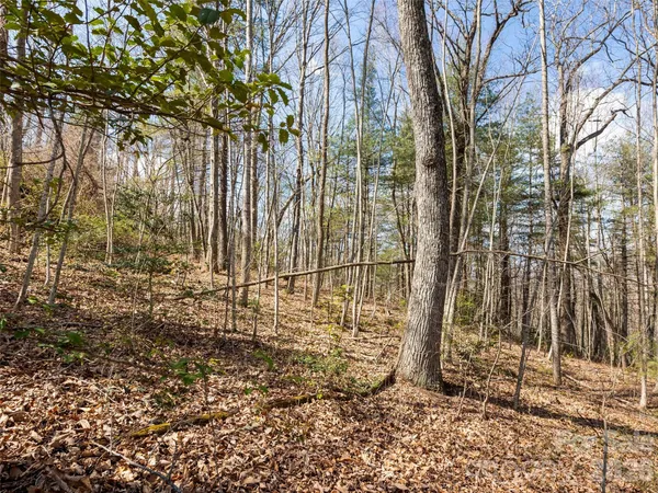 a view of forest