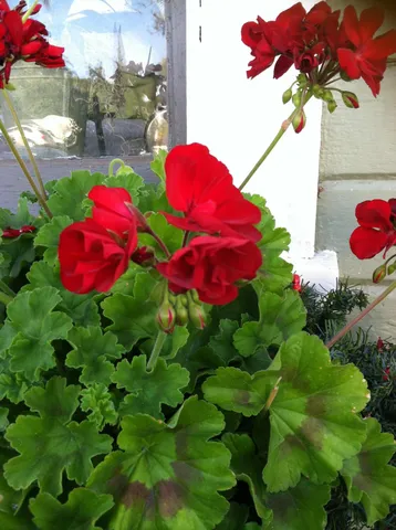 a front view of a house with a lots of windows