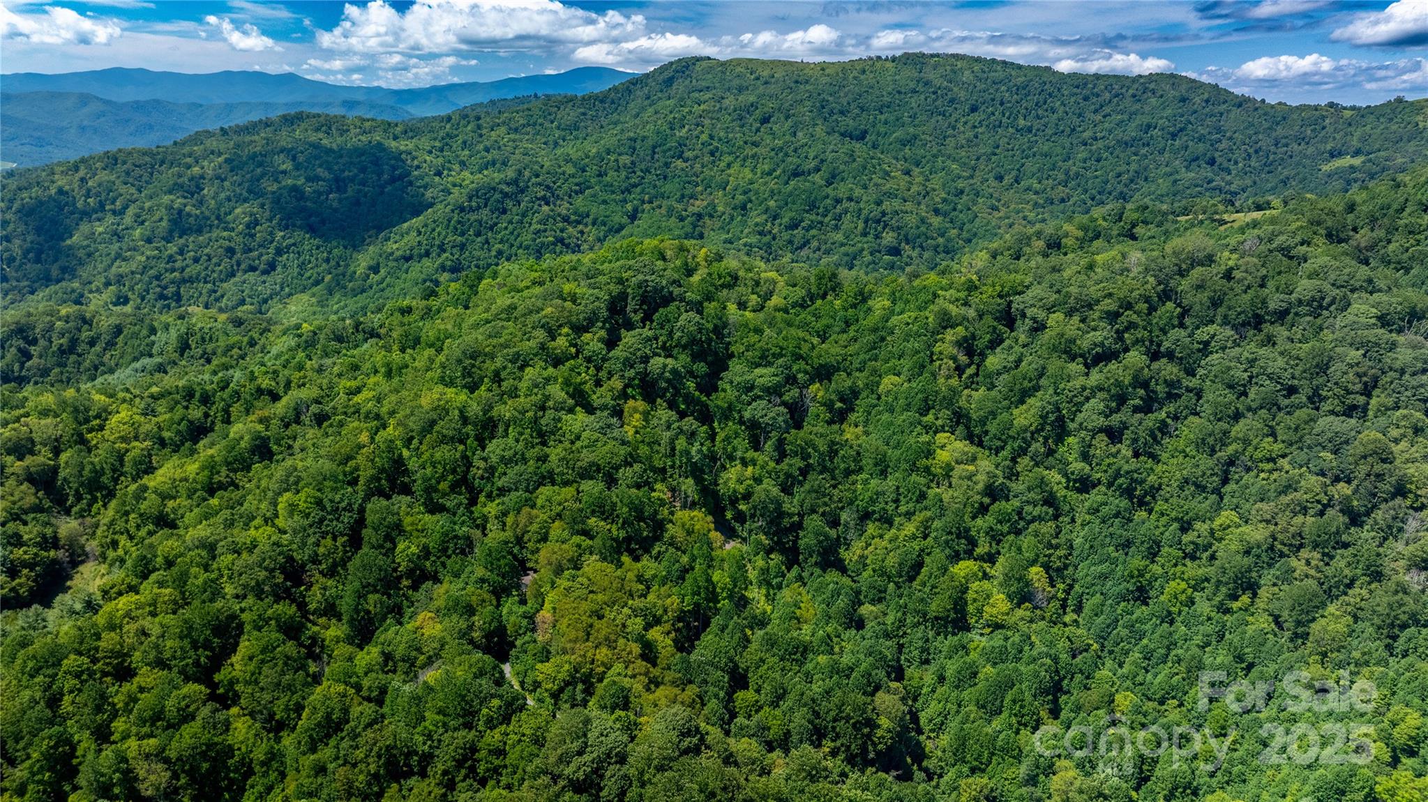 0 Short Ridge Lane Clyde, NC 28721 - Photo 2 of 14 a view of a big yard with plants and large tree