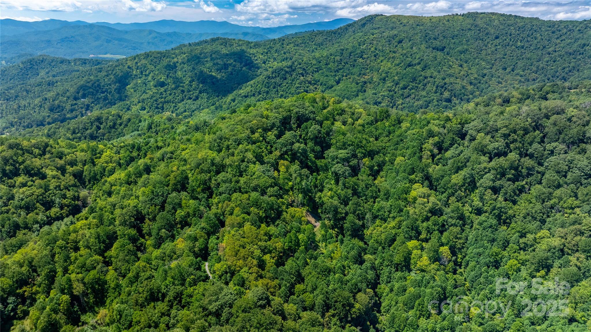 0 Short Ridge Lane Clyde, NC 28721 - Photo 3 of 14 a view of a lush green forest with lots of tall trees
