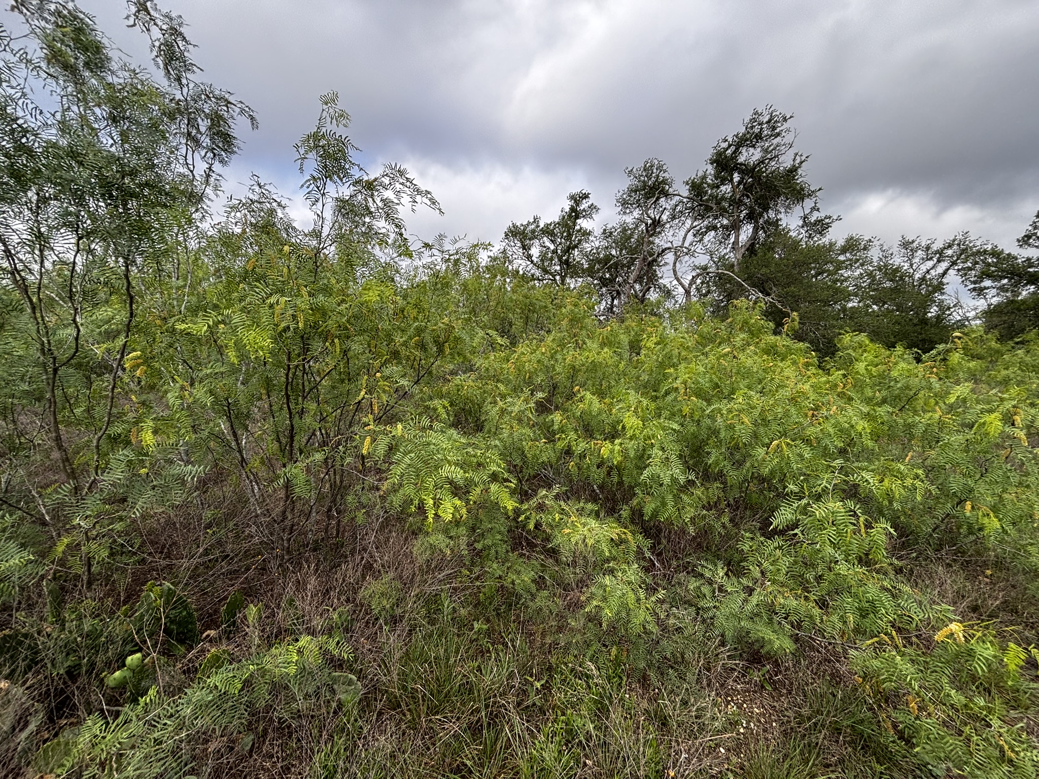 683 County Road 467 Elgin, TX 78621 - Photo 25 of 26 Natural landscape featuring varied green foliage and mature trees
