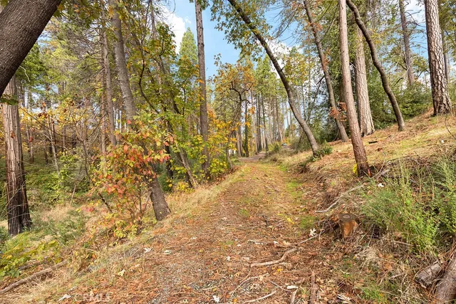 a view of a yard covered with trees