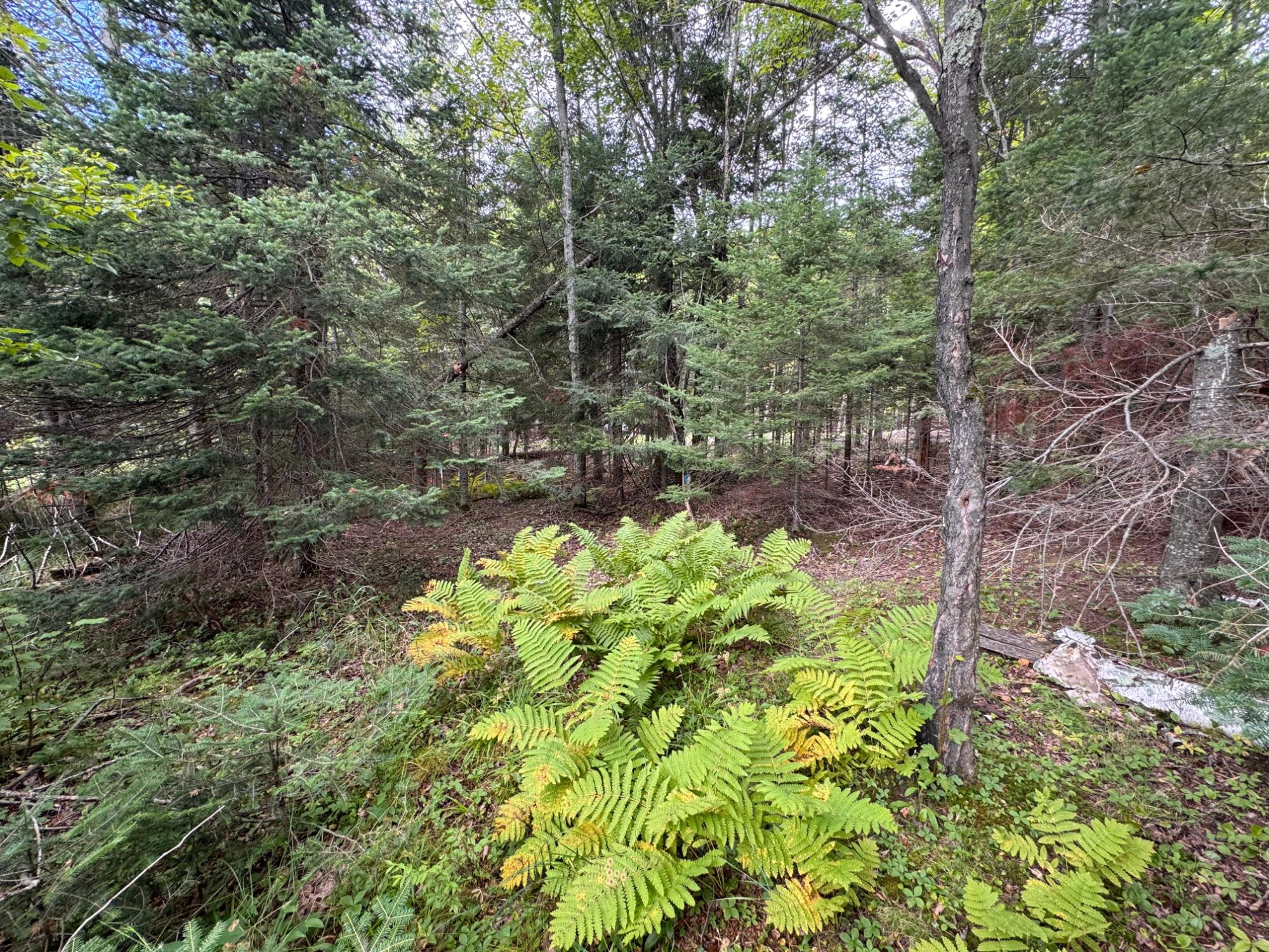 8263 West Amber Lk Road Minocqua, WI 54538 - Photo 7 of 7 Gallery Image 7