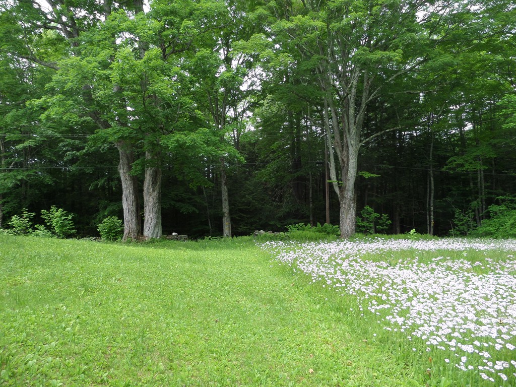 102 Fisk Road Worthington, MA 01098 - Photo 5 of 20 a backyard of a house with lots of green space