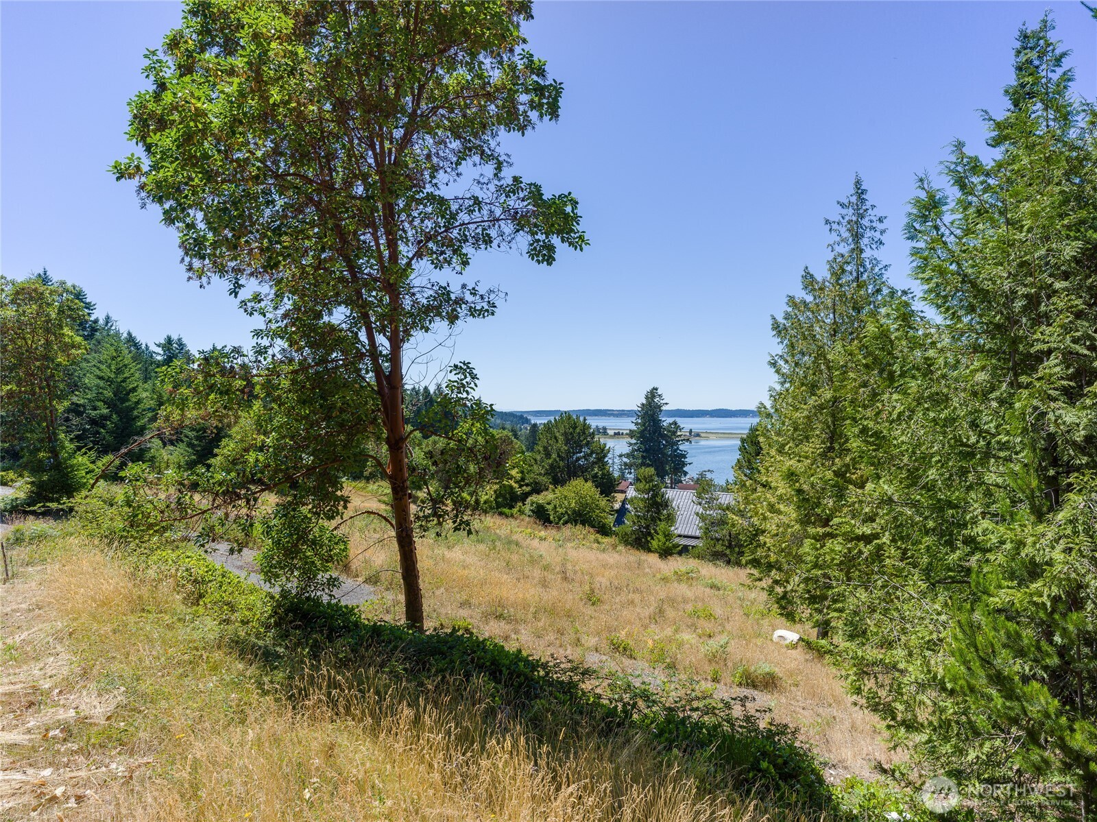 295 Rum Runner Road Lopez Island, WA 98261 - Photo 23 of 37 a view of a forest with trees