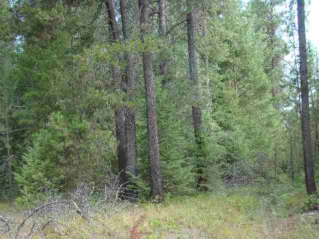 0 Silver Birch Road Newport, WA 99156 - Photo 4 of 8 Gallery Image 4
