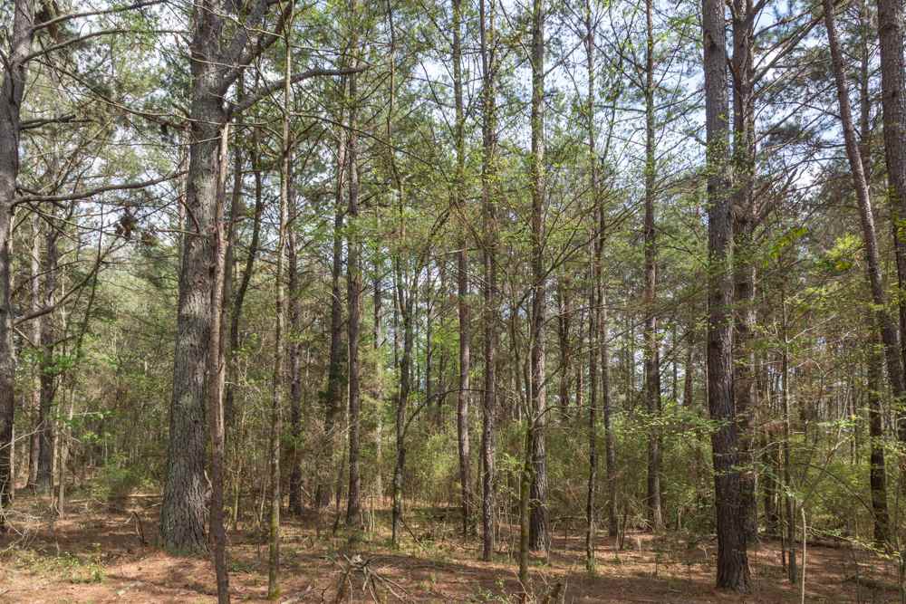 Earle Road Central, SC 29630 - Photo 1 of 4