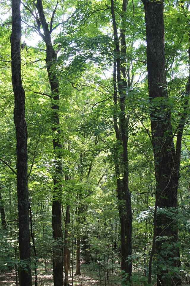 0 Hall Road Sharon Grove, KY 42280 - Photo 11 of 19 Gallery Image 11
