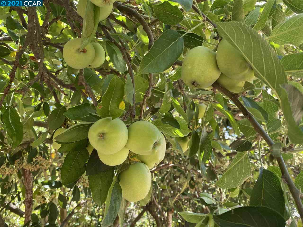 249 Rheem Boulevard Moraga, CA 94556 - Photo 25 of 32