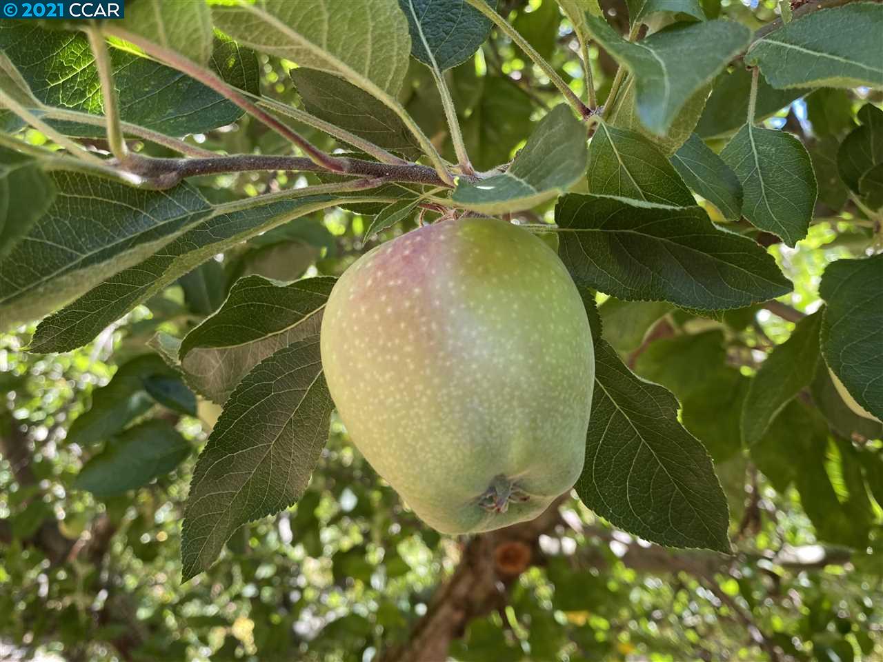 249 Rheem Boulevard Moraga, CA 94556 - Photo 26 of 32