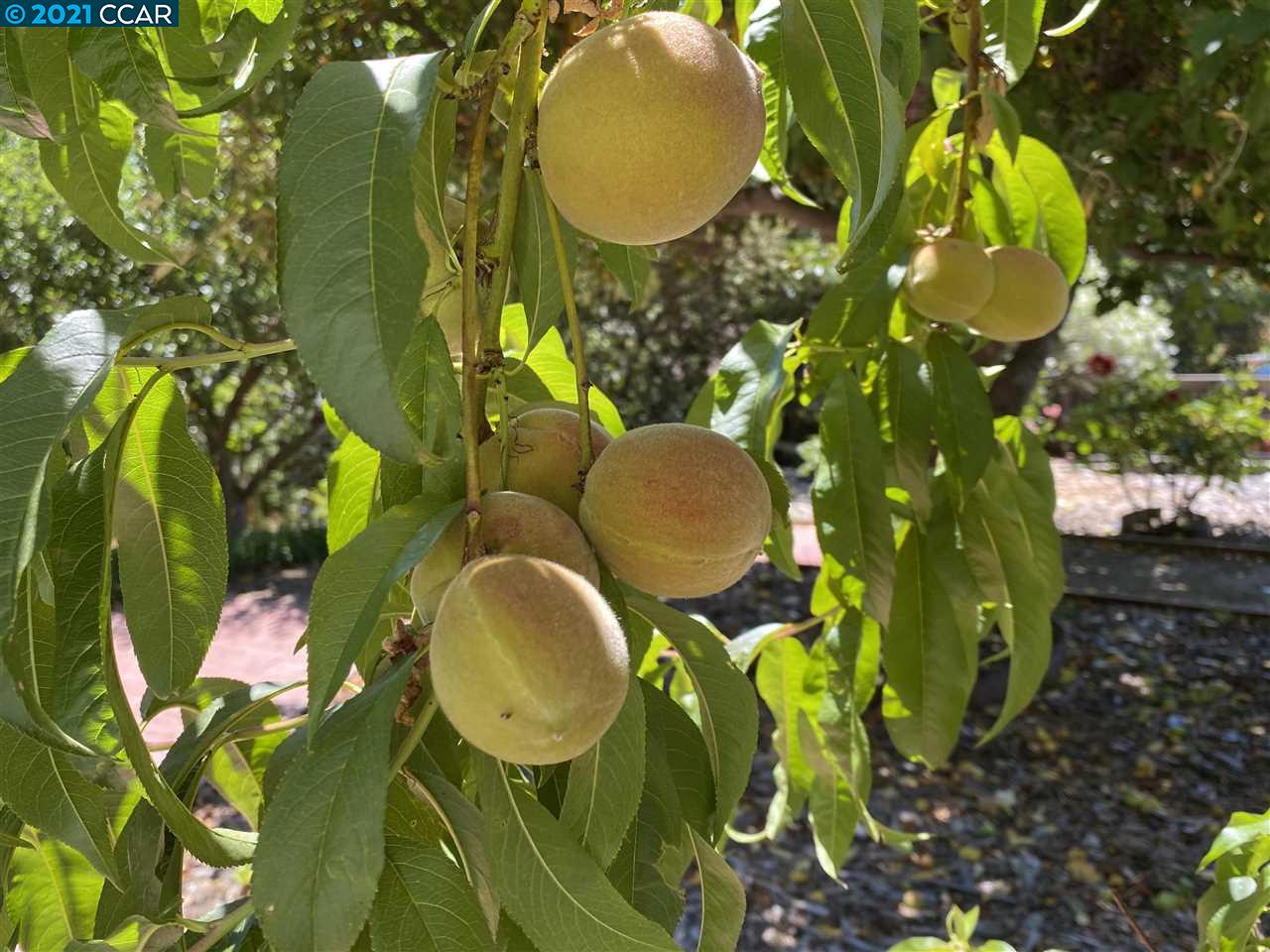 249 Rheem Boulevard Moraga, CA 94556 - Photo 28 of 32