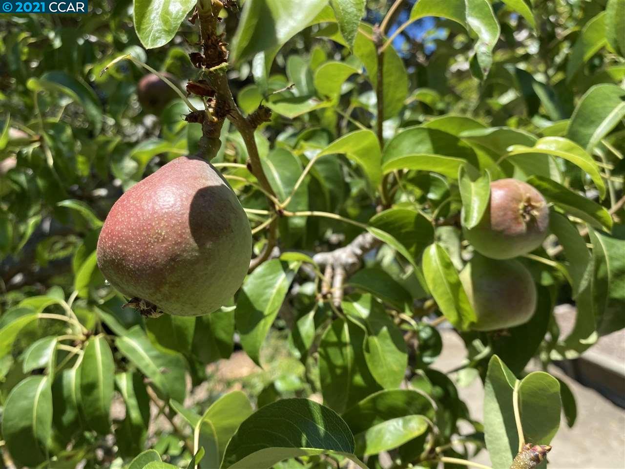 249 Rheem Boulevard Moraga, CA 94556 - Photo 30 of 32