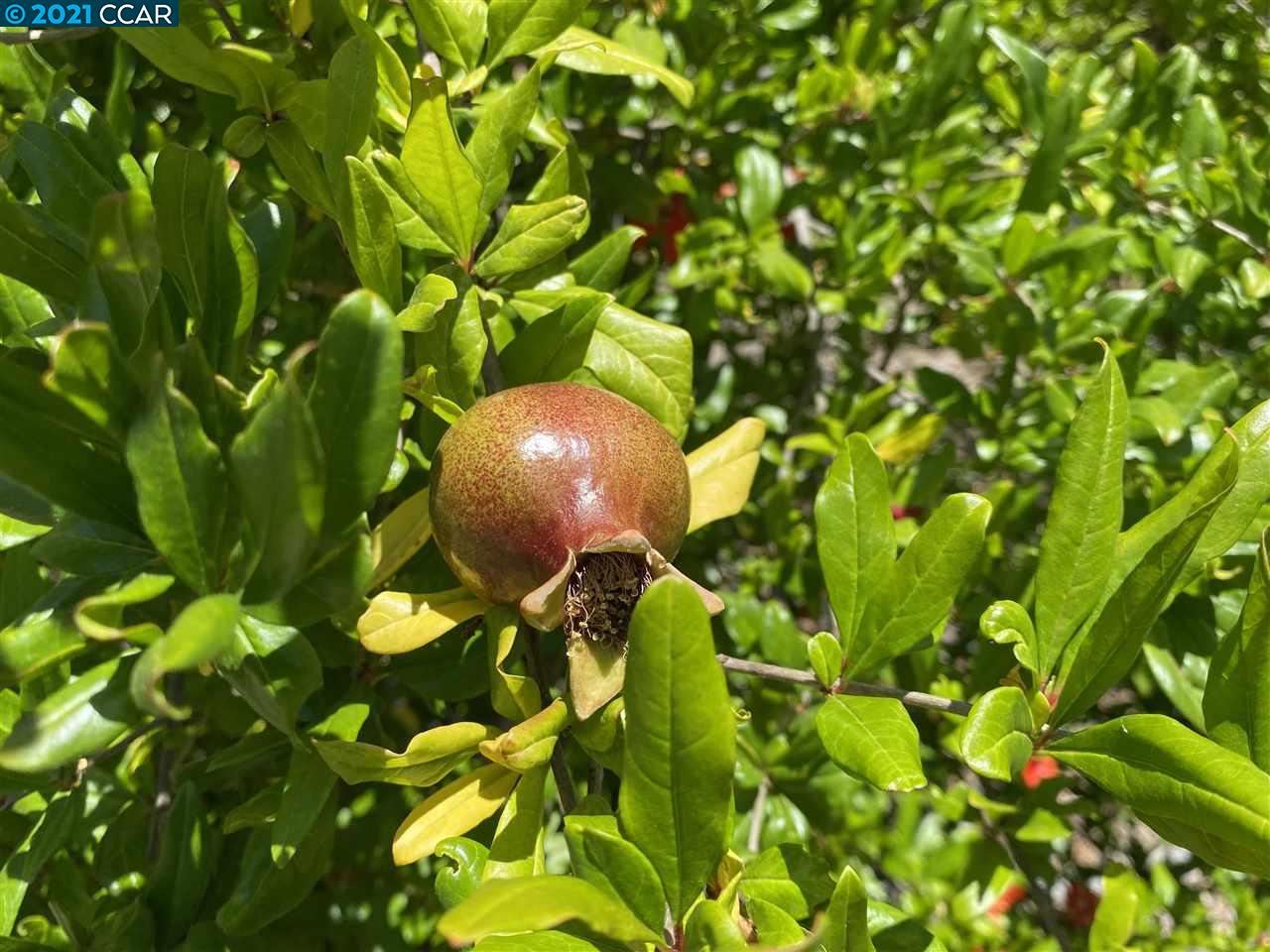 249 Rheem Boulevard Moraga, CA 94556 - Photo 31 of 32