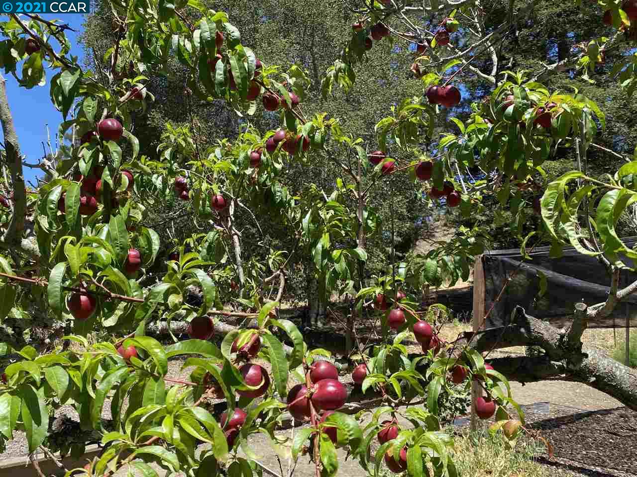 249 Rheem Boulevard Moraga, CA 94556 - Photo 32 of 32