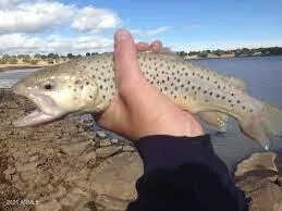 $440,000 | 732 Lots A Luck Lane, Unit 6, Mormon Lake, AZ 86038