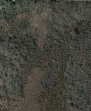 a view of a dry yard in a forest