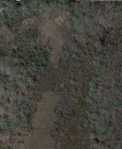 a view of a dry yard in a forest