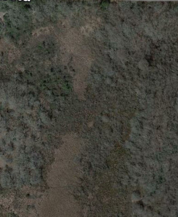 a view of a dry yard in a forest