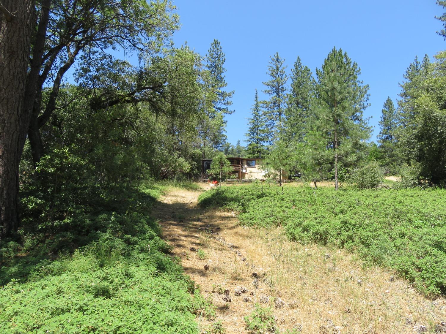 4426 Bald Mountain Road West Point, CA 95255 - Photo 11 of 45 a view of a yard with large trees
