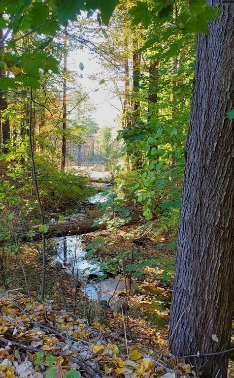 250 Concord Road Wayland, MA 01778 - Photo 15 of 16 a view of a yard with plants and a bench