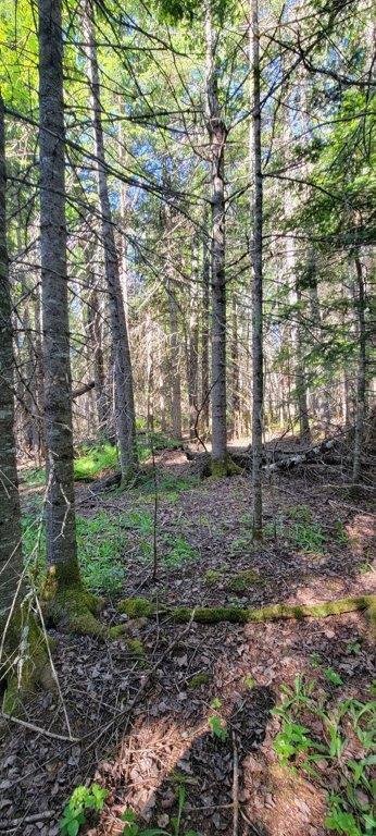 835 Gardner Creek Road Wade, ME 04786 - Photo 20 of 28 835 Gardner Creek Road (20)
