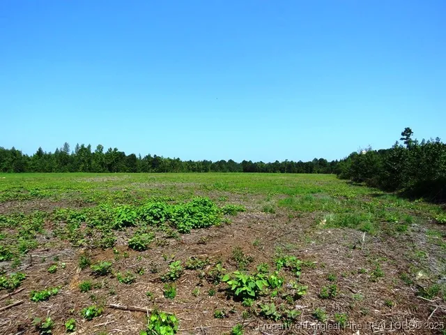 a view of a lush green field
