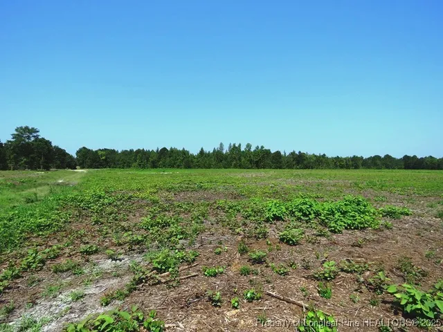 a view of a yard with plants and trees