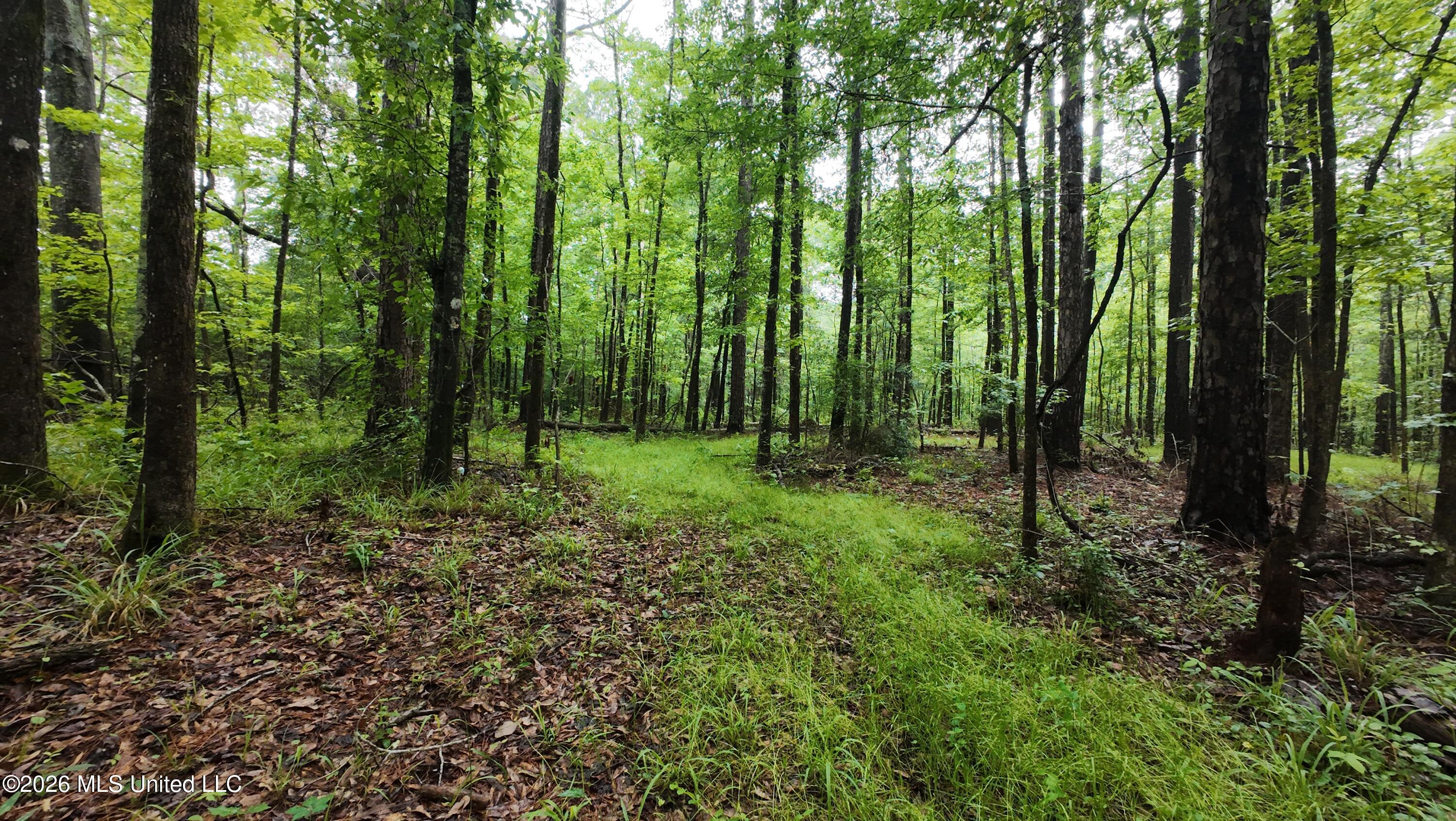 6936 Hillsboro-Ludlow Road Forest, MS 39074 - Photo 12 of 22 DJI_20260429130819_0136_D