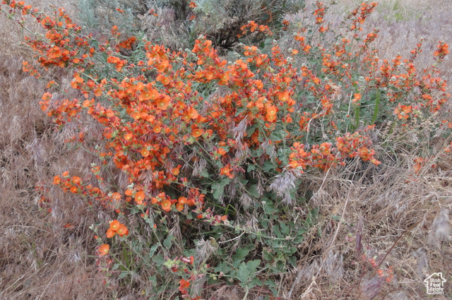 Interstate Highway Thompson, UT 84540 - Photo 10 of 10 Globe mallow