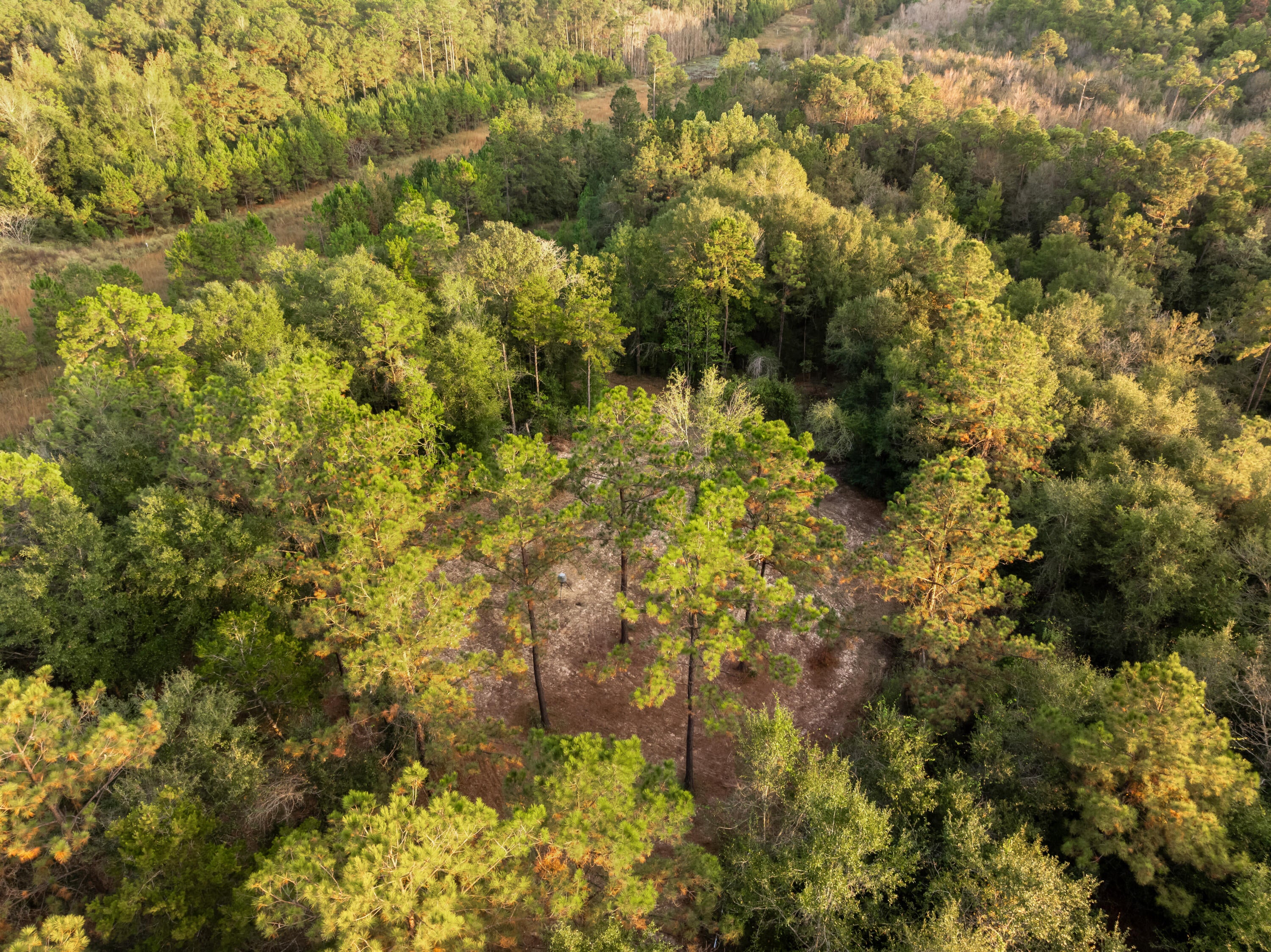 10.4 Pete Miles Road Lucedale, MS 39452 - Photo 15 of 25 00_Pete_Miles_Rd-15