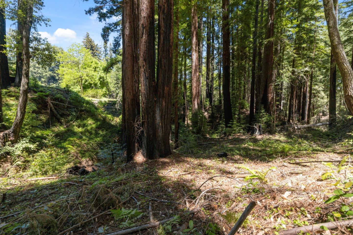 Lot 17 Branson Ranch Boulder Creek, CA 95006 - Photo 10 of 45 a view of backyard with tree