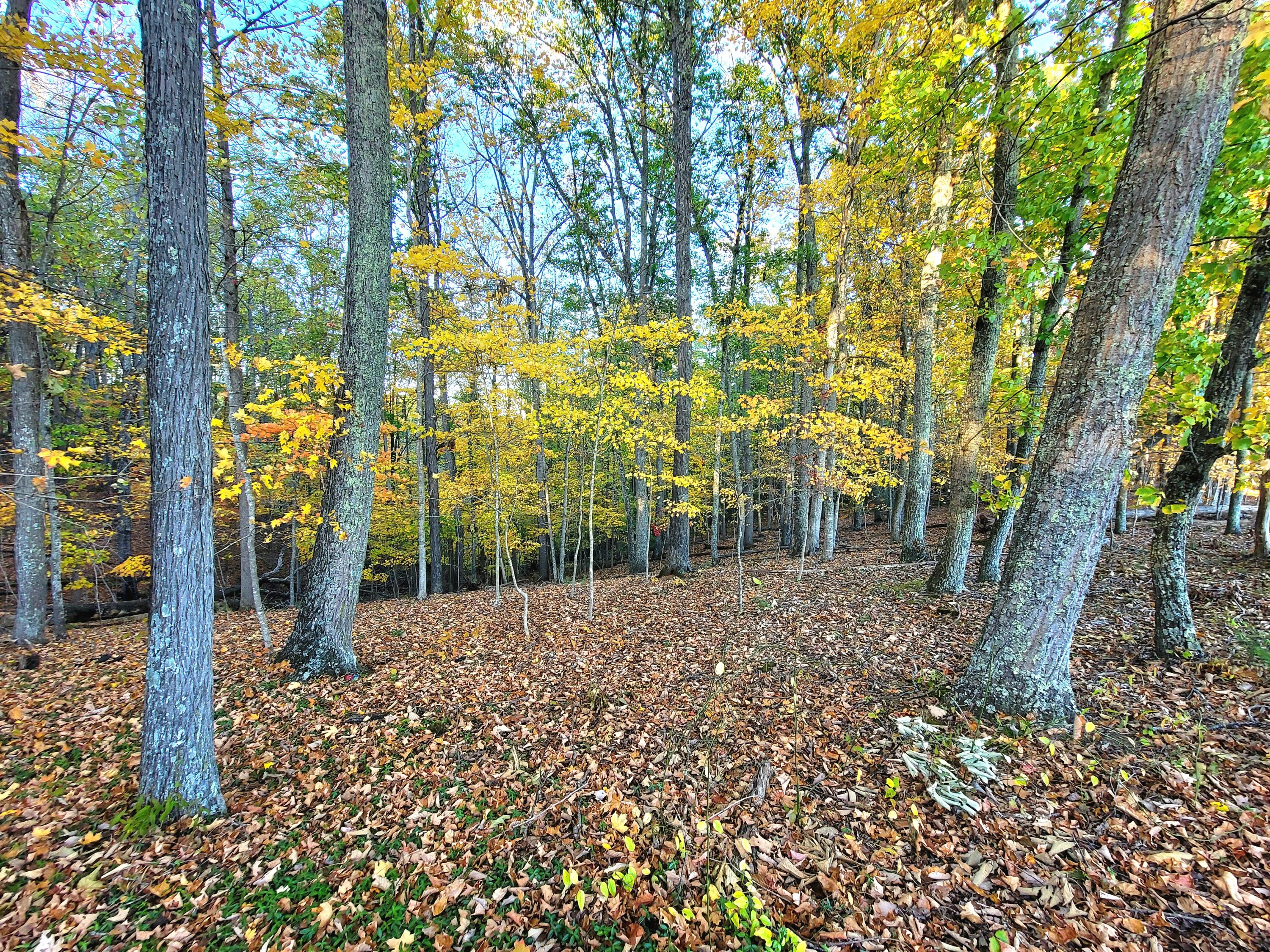 1308 Seminole Road Forest Hill, WV 24935 - Photo 28 of 39 Gallery Image 28