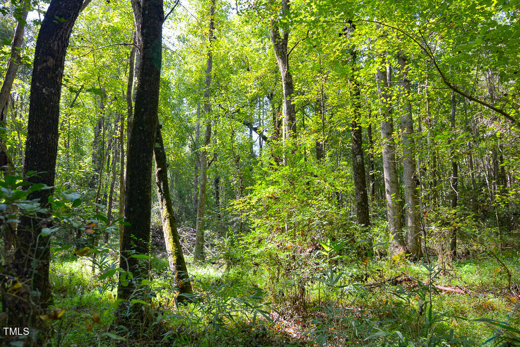 0 Greys Mill Road Louisburg, NC 27549 - Photo 6 of 13 DSC_0808