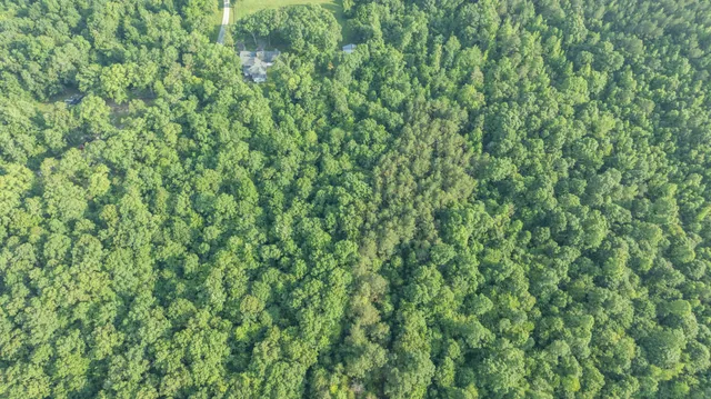 a view of a lush green forest