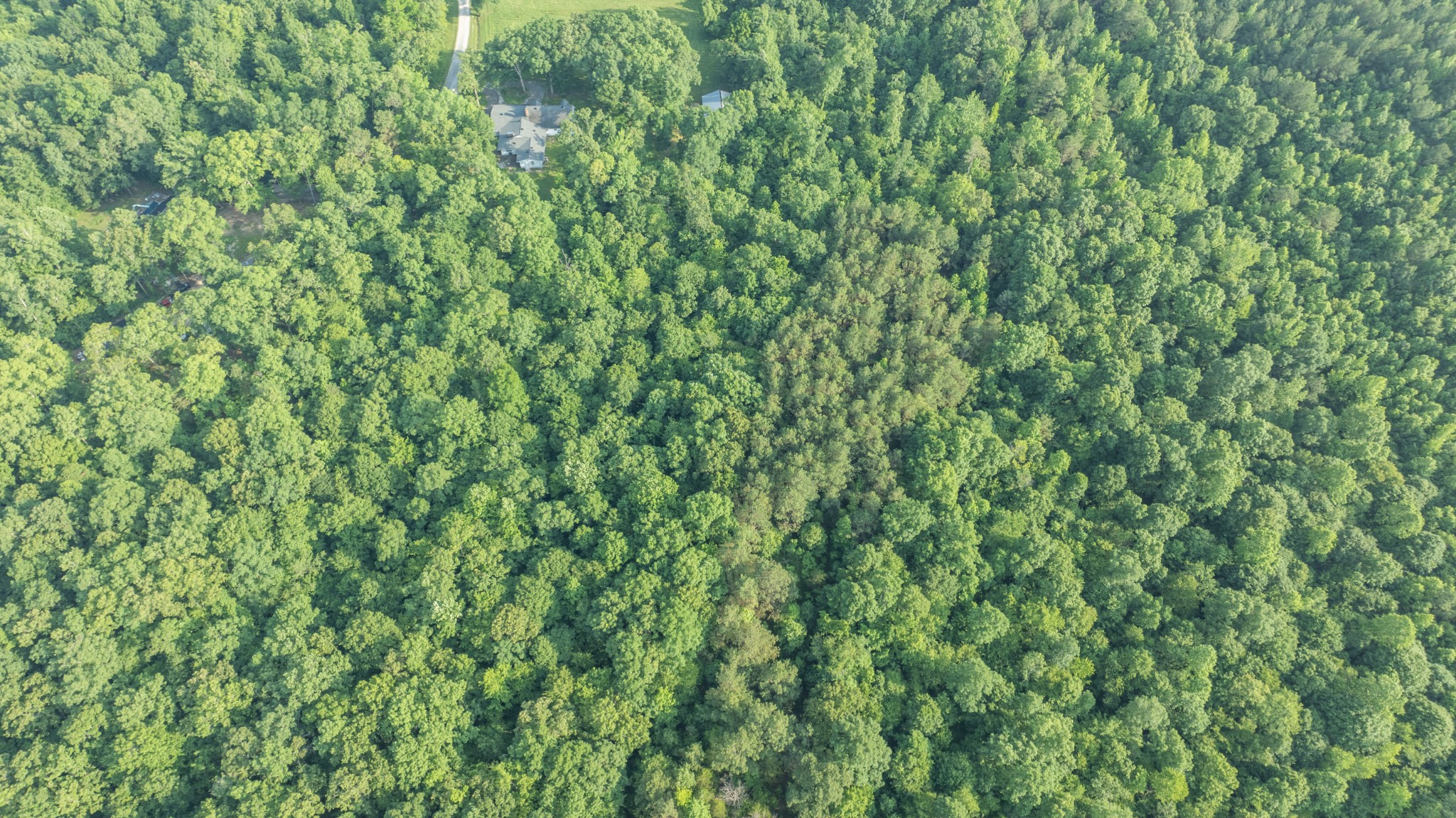 0 Todd Lane Lexington, TN 38351 - Photo 3 of 8 a view of a lush green forest