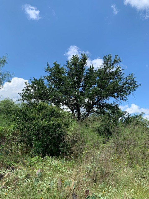 103 South State Highway Llano, TX 78643 - Photo 11 of 24