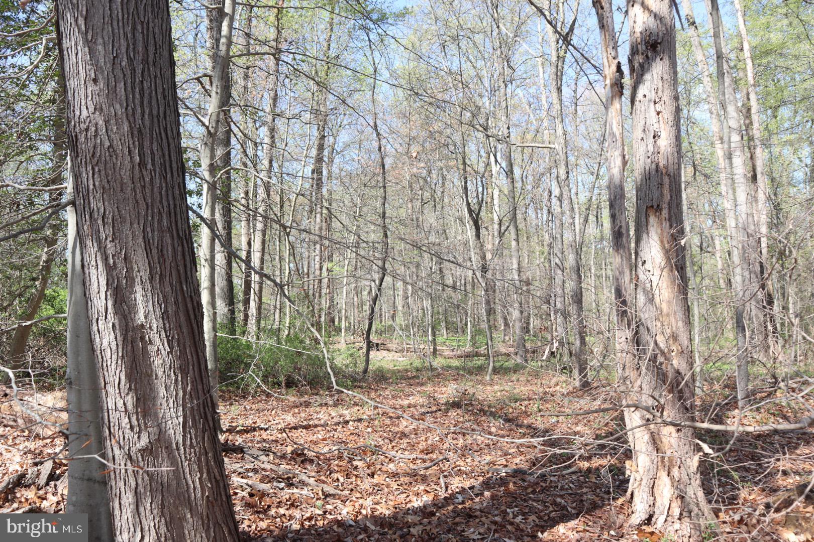Fairlee Road Chestertown, MD 21620 - Photo 5 of 8 a view of a forest filled with trees