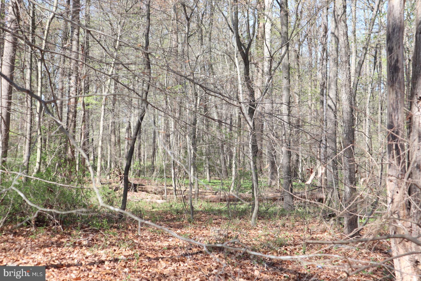 Fairlee Road Chestertown, MD 21620 - Photo 7 of 8 a backyard of a house with lots of green space and chair