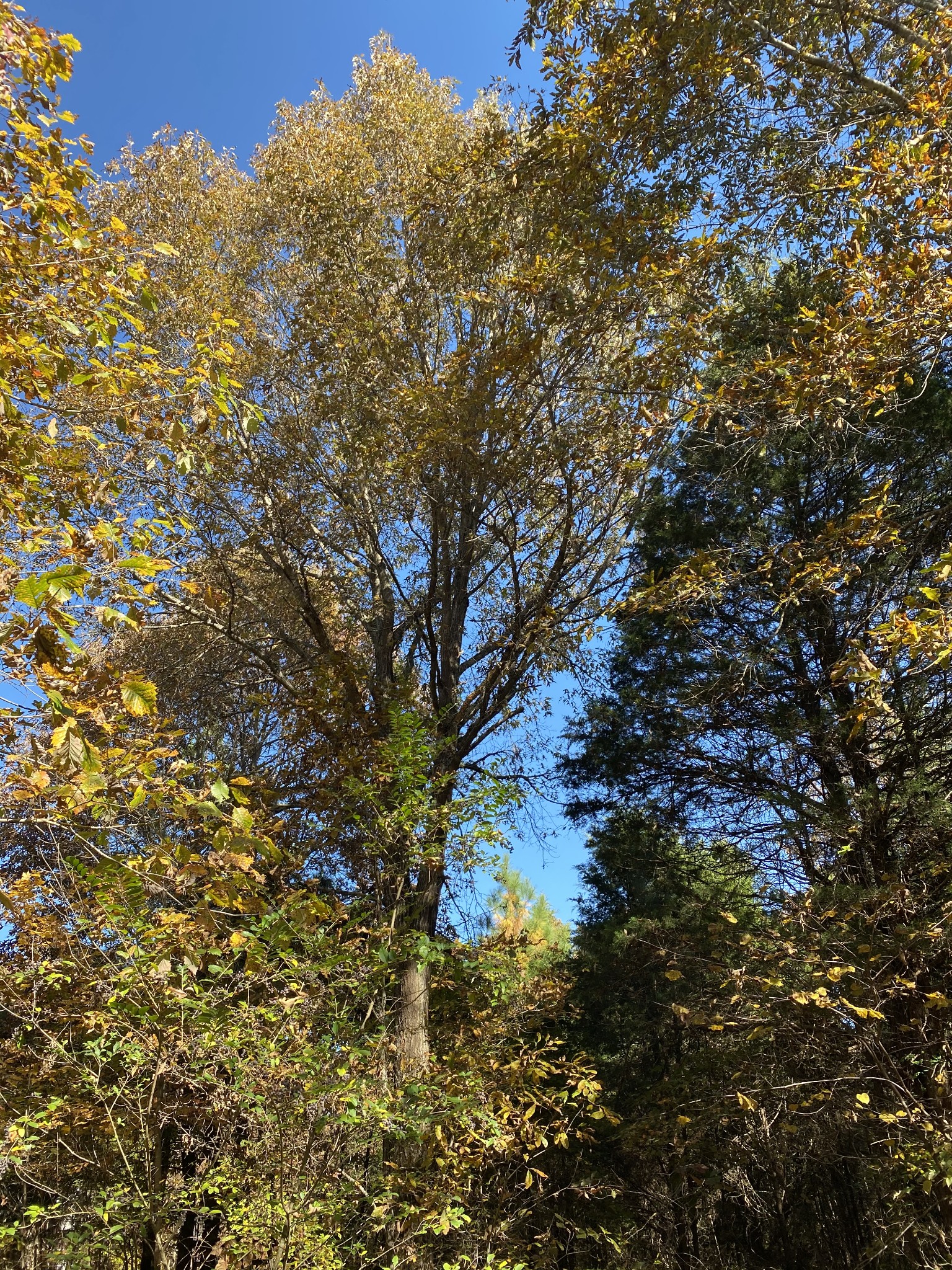 4367 Shores Road Murfreesboro, TN 37128 - Photo 13 of 21