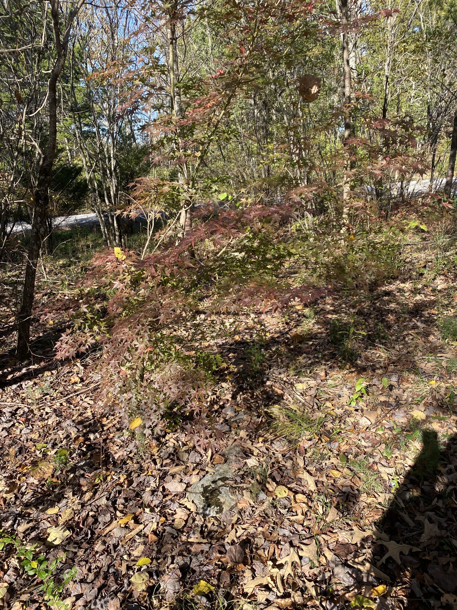 4367 Shores Road Murfreesboro, TN 37128 - Photo 14 of 21