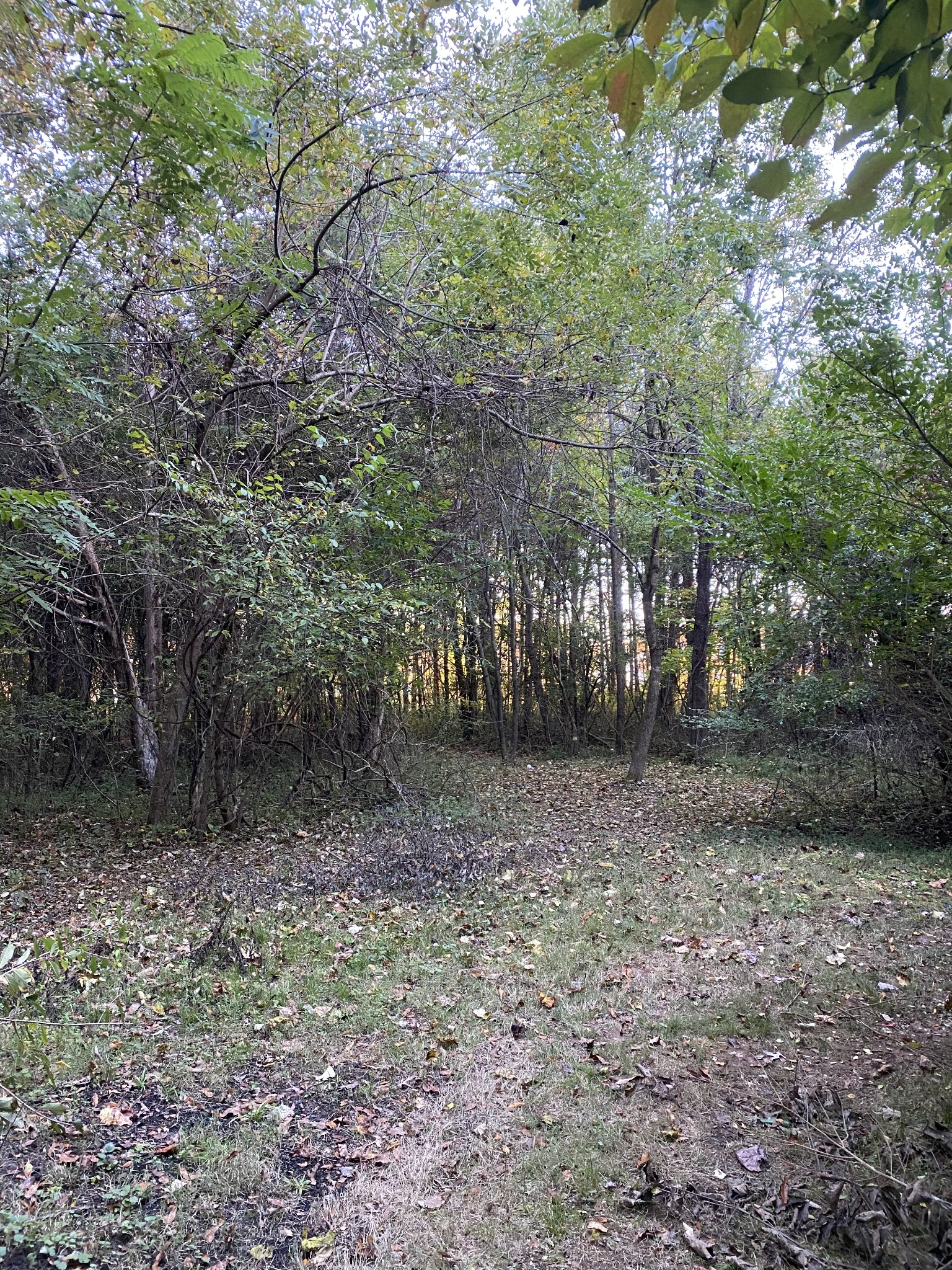 4367 Shores Road Murfreesboro, TN 37128 - Photo 19 of 21