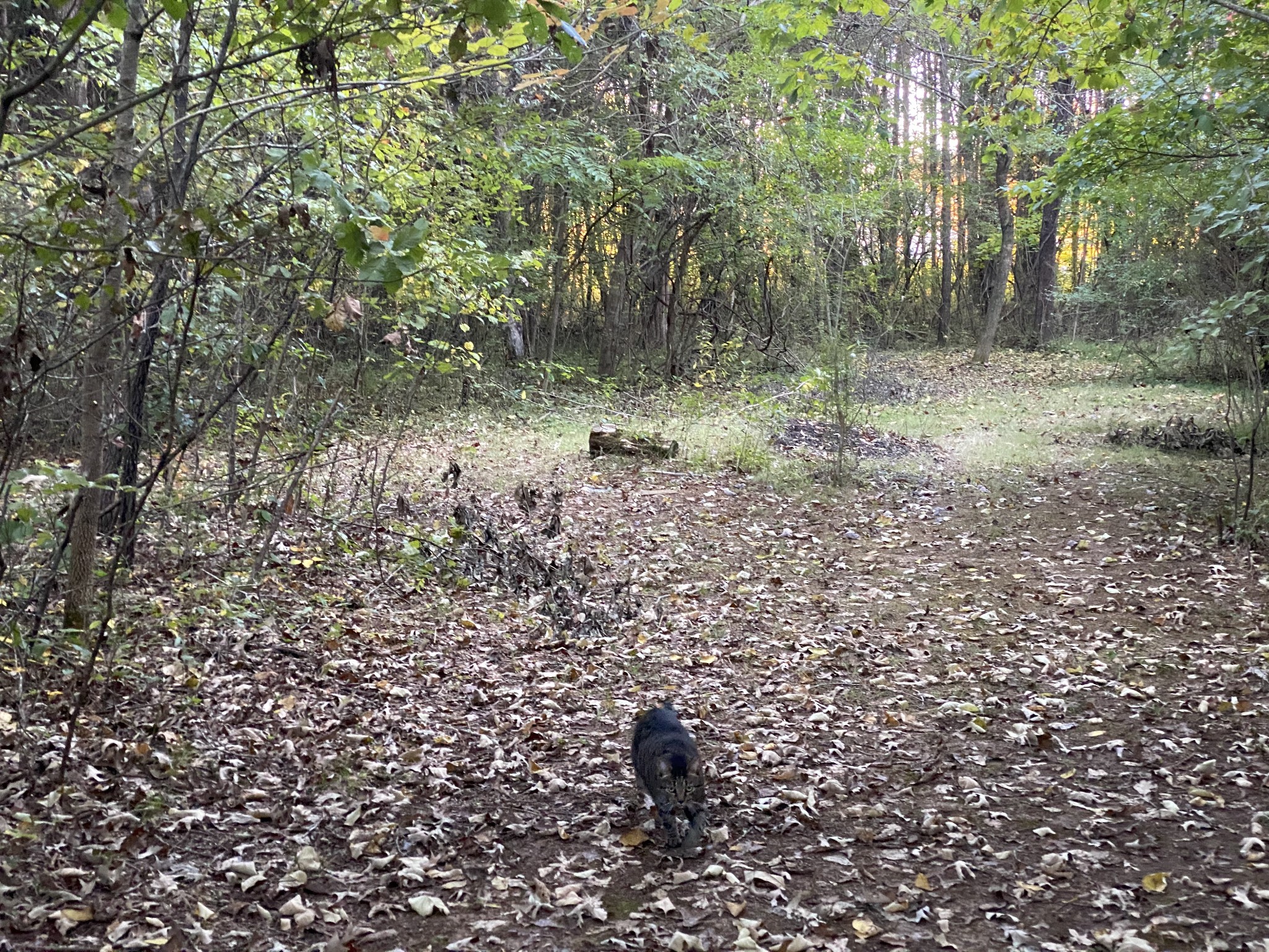 4367 Shores Road Murfreesboro, TN 37128 - Photo 20 of 21